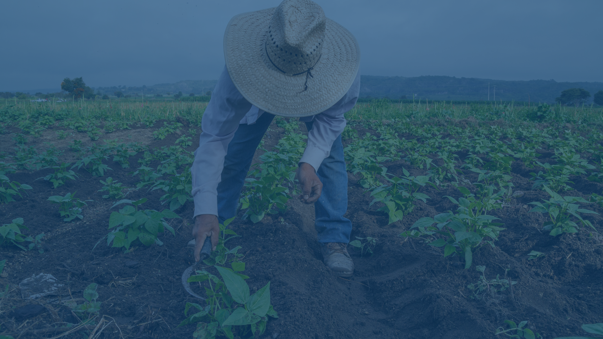 Trabajadores agrícolas en empacadora durante temporada de cosecha | Treu Legal & Business
